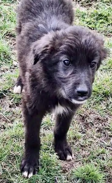 SOLON -rundum tolles Hundekind-