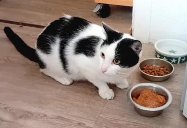 LARA, w., kastr., EHK, geb. 12/2023