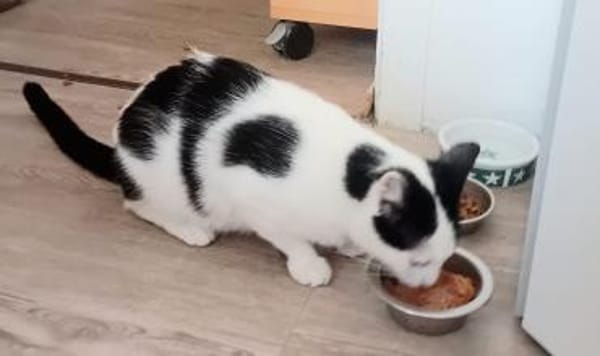 LARA, w., kastr., EHK, geb. 12/2023