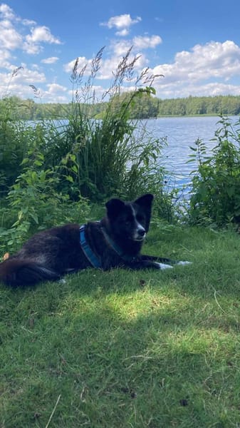 Benito aus RO. in DE, sucht neues Zuhaus