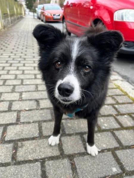 Benito aus RO. in DE, sucht neues Zuhaus