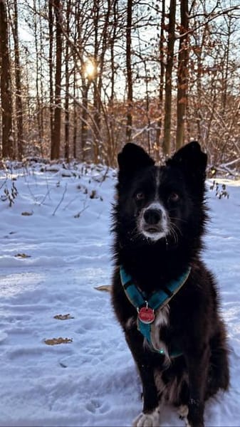 Benito aus RO. in DE, sucht neues Zuhaus