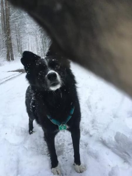 Benito aus RO. in DE, sucht neues Zuhaus