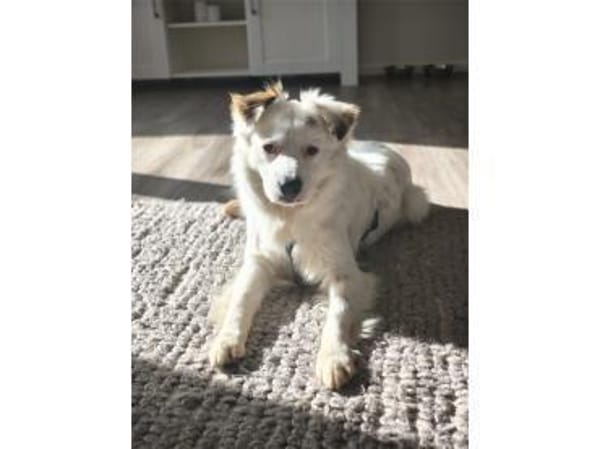 Muffin - wartet in 47574 Goch