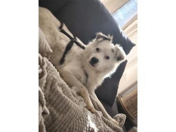 Muffin - wartet in 47574 Goch