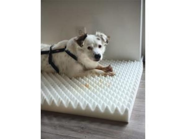 Muffin - wartet in 47574 Goch