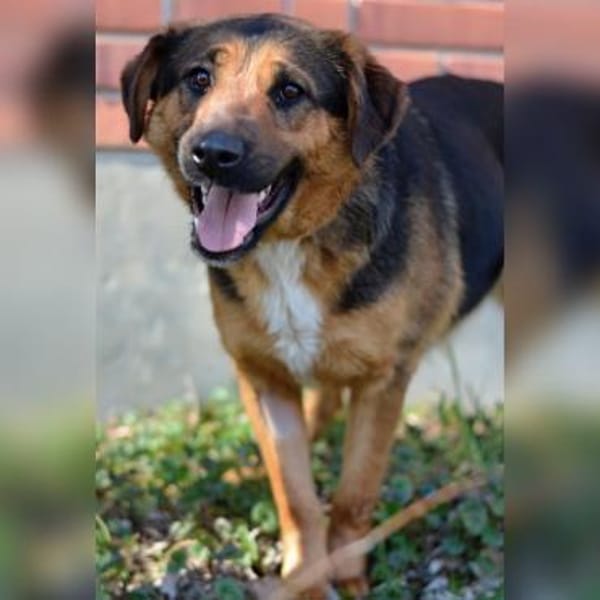 Liebe Zora sucht nette Familie