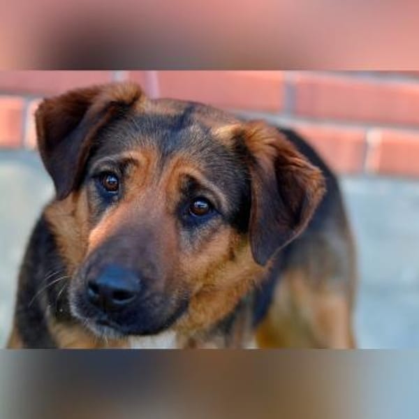 Liebe Zora sucht nette Familie