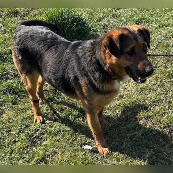 Liebe Zora sucht nette Familie