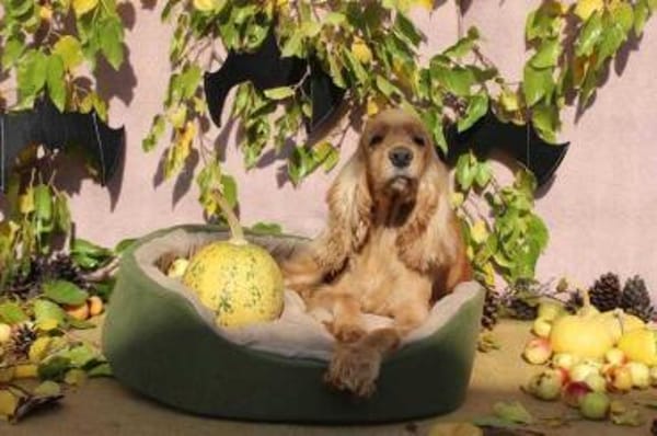 Jasmin ein Traumhund