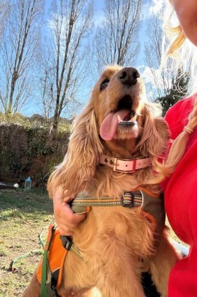 Jasmin ein Traumhund