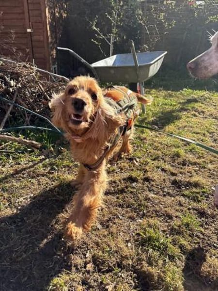 Jasmin ein Traumhund