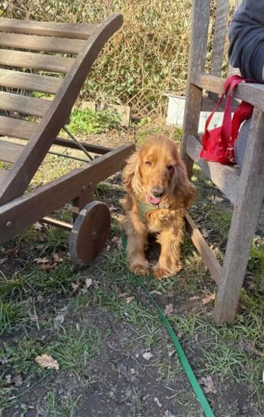 Jasmin ein Traumhund