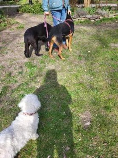 Hübsche, junge  Schäfi-Mix-Hündin