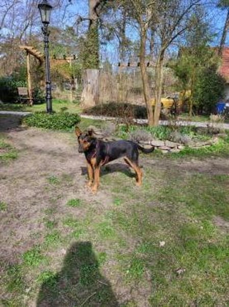 Hübsche, junge  Schäfi-Mix-Hündin