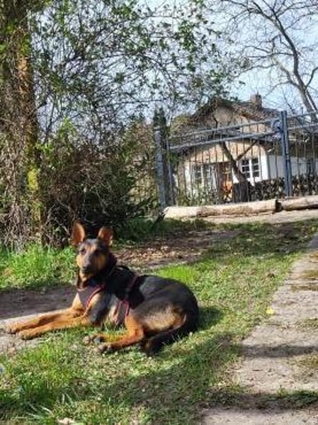 Hübsche, junge  Schäfi-Mix-Hündin