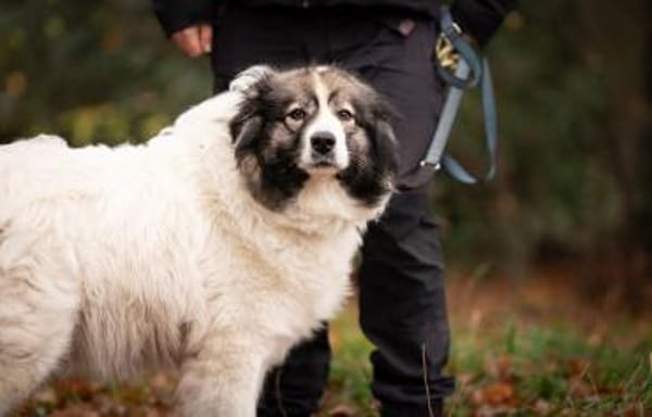 Ida - sucht ein Zuhause für immer