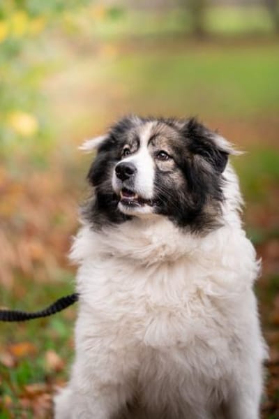 Ida - sucht ein Zuhause für immer