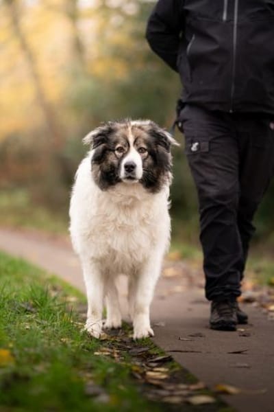 Ida - sucht ein Zuhause für immer