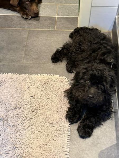 Fips sucht seine Menschen ❤🐾❤