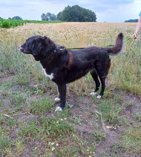 Nanda sucht ein neues Zuhause