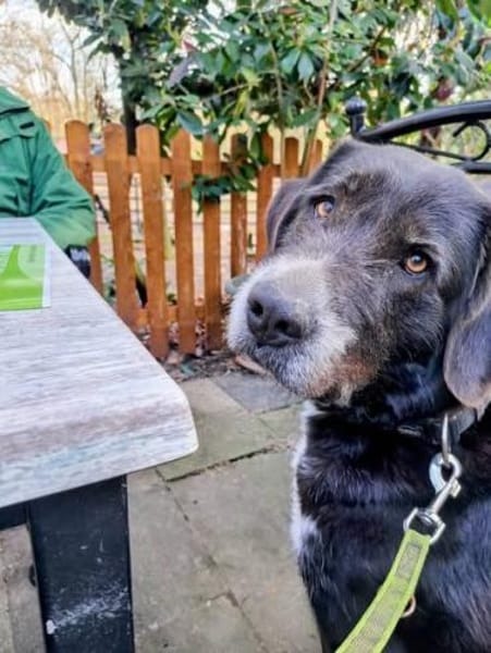 Nanda sucht ein neues Zuhause