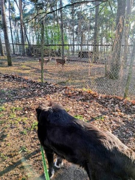 Nanda sucht ein neues Zuhause