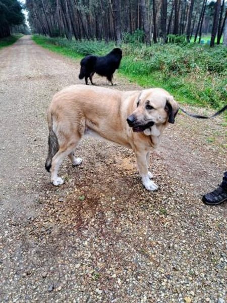 Kali - freundliche lebensfrohe Hündin