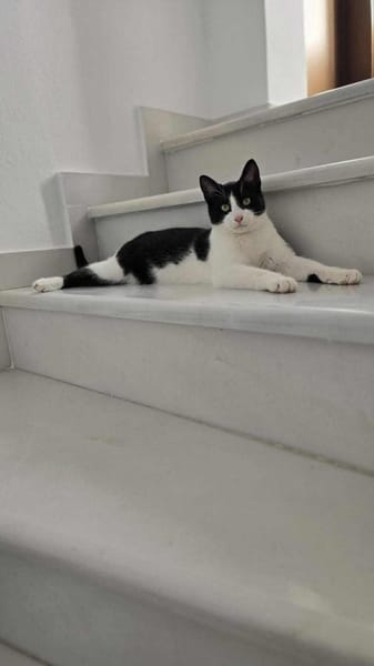 Linus aus dem Tierschutz