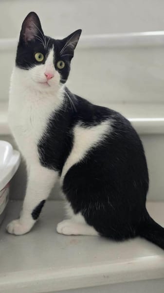 Linus aus dem Tierschutz