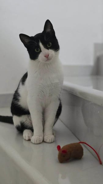 Linus aus dem Tierschutz