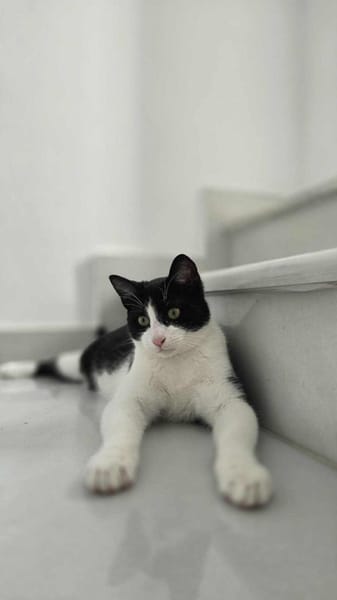 Linus aus dem Tierschutz