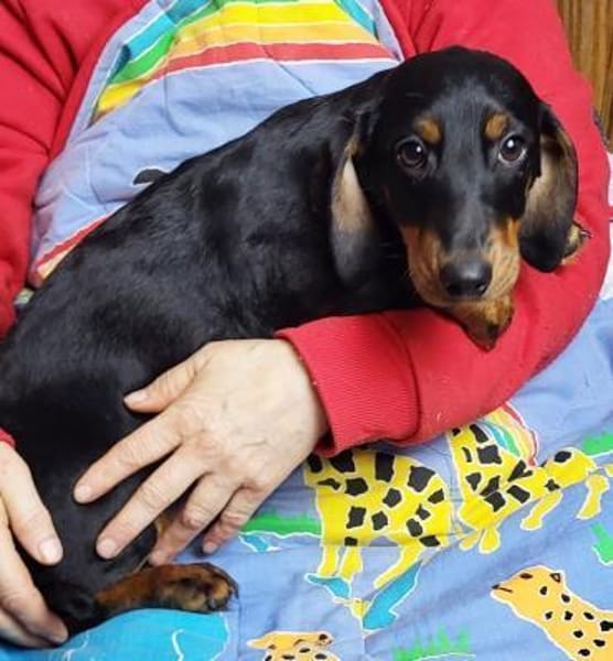 Carter° 77776 Bad Rippoldsau