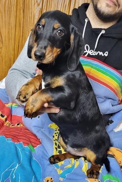 Carter° 77776 Bad Rippoldsau