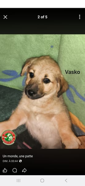 Vasko