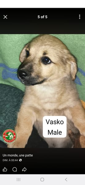 Vasko