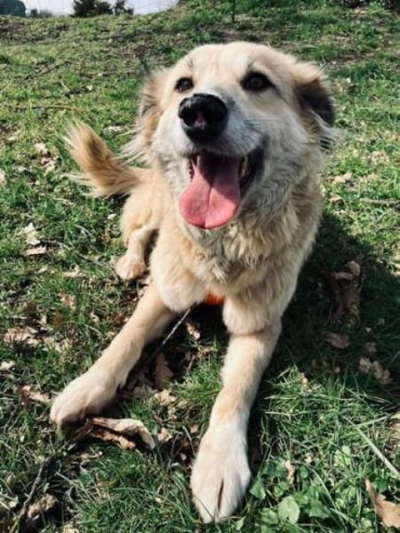 SLATKO * sanfter Senior Familie mit Herz