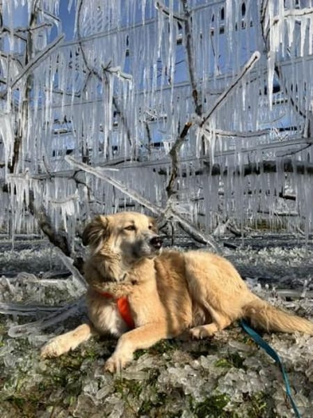 SLATKO * sanfter Senior Familie mit Herz