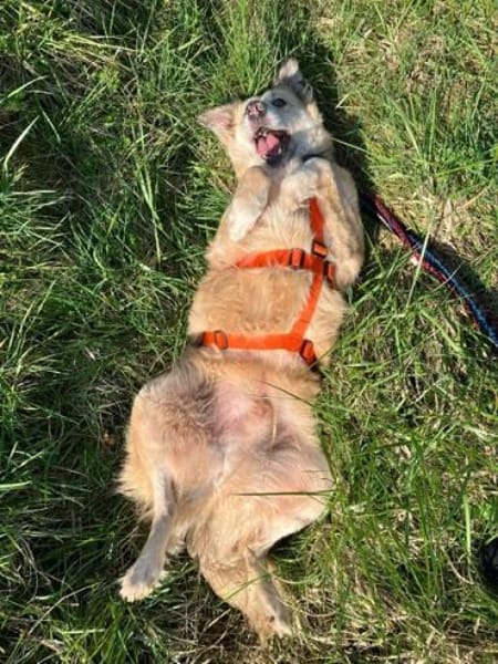 SLATKO * sanfter Senior Familie mit Herz