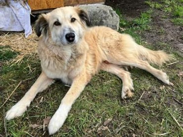 SLATKO * sanfter Senior Familie mit Herz