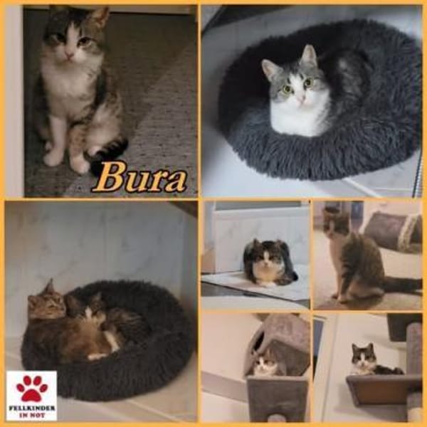 Süße Bura gemeinsam mit Pigi