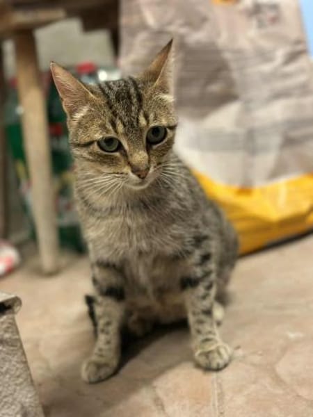 Tigermädchen Flia sucht ihre Familie