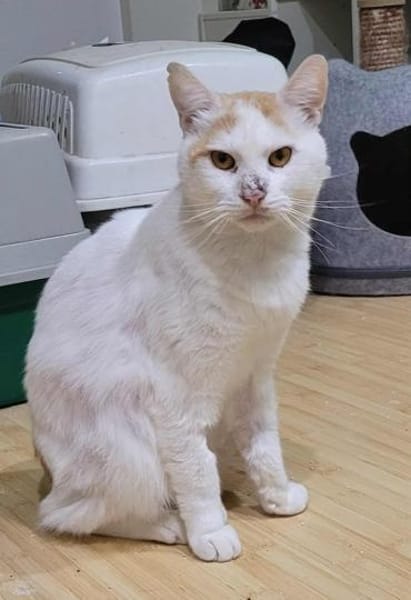 Großer Bär Guliver- sehr dringend!