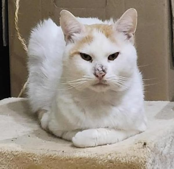 Großer Bär Guliver- sehr dringend!