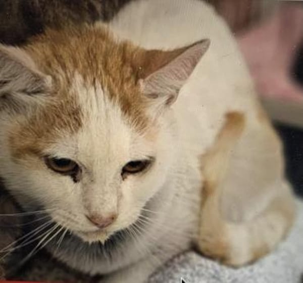 Großer Bär Guliver- sehr dringend!