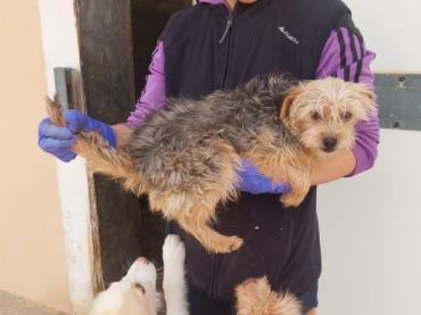 Gelsomina sucht geduldige Menschen