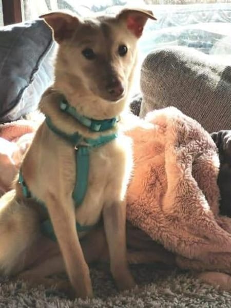 Bildhübsche Lesedi sucht ihr Zuhause