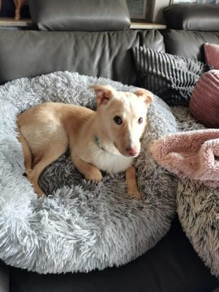 Bildhübsche Lesedi sucht ihr Zuhause