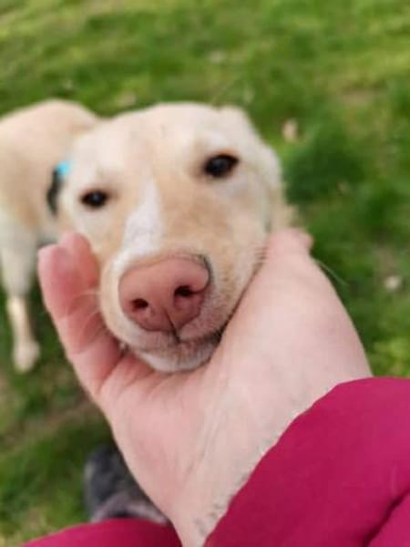 Bildhübsche Lesedi sucht ihr Zuhause