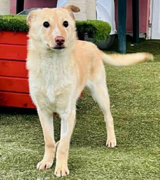 Bildhübsche Lesedi sucht ihr Zuhause